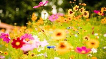 حقل مليء بالزهور الملونة، بما في ذلك زهور الكوزموس والزهور البرية، مع خلفية خضراء مفعمة بالحياة. الزهور تتنوع في الألوان، من الوردي والأصفر إلى البنفسجي، مما يخلق منظرًا طبيعيًا جميلًا ومشرقًا.