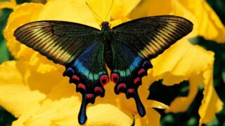 papillon-multi-couleur فن التلوين!
