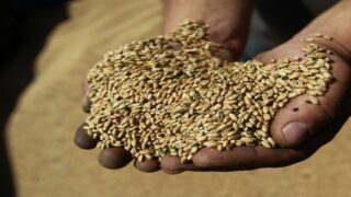 wheat-grains ماهي زكاة الفطر؟