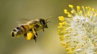 bee-collecting-pollen هل هو “إعجاز” أم “عجز” علمي؟