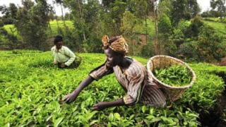africa لماذا أفريقيا هي سلة الغذاء العالمي؟