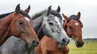 horses-141 حقوق الحيوان في الإسلام .. حق جودة السلالة