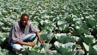 cabbage1 الأسباب الثمانية التي تجعل 2018 عام إفريقيا