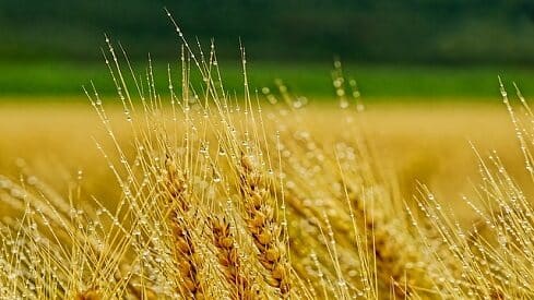 nature-barley جمالُ الزرع… مشاهد حسية في إعجاز إلهي قرآني ورسالة موجهة للملحدين