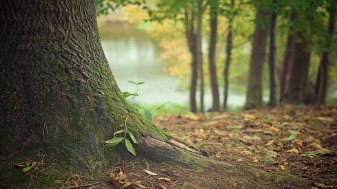 tree-trunk-569275_640 الشّجر الأخضر…أصل الطاقة ومصدر الحياة في محاججة إعجازية للملحدين
