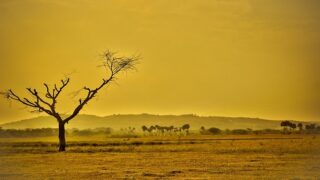 استراتيجيات زراعية لمواجهة التغيرات المناخية