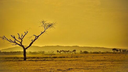 غروب الشمس على منظر طبيعي هادئ مع شجرة وحيدة، تلال بعيدة، وأرضية باللون الذهبي.