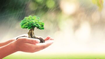 شخص يحمل شجرة صغيرة في يديه، مع خلفية طبيعية مضيئة. الصورة تعبر عن أهمية حماية البيئة وزراعة الأشجار.