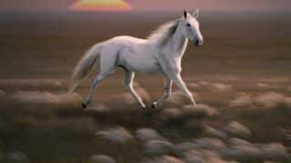 the-horse-1648561_1920 الإعجاز القرآني في الخيل