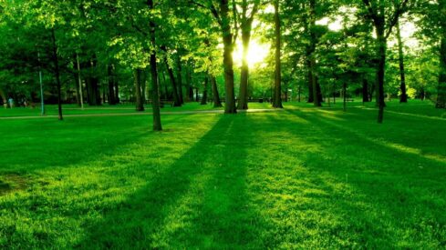 حديقة جميلة مليئة بالأشجار تتخللها ضوء الشمس