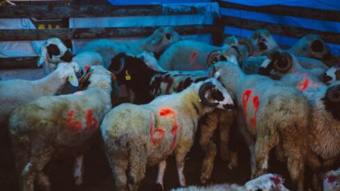 من أحكام الأضحية