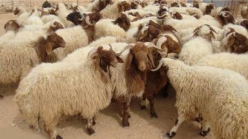 قطيع من الأغنام ذات الصوف الكثيف، تتجمع في منطقة صحراوية. الأغنام تتنوع في الألوان بين الأبيض والبني، مع بعض الأغنام ذات القرون. المنظر يعكس حياة الرعي في البيئات القاحلة.