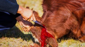 يذبح في أيام العيد