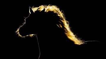 صورة ظلية لفرس بخيوط شعر متألقة، تظهر على خلفية داكنة. تعكس الإضاءة الجذابة جمال وشموخ الخيل.