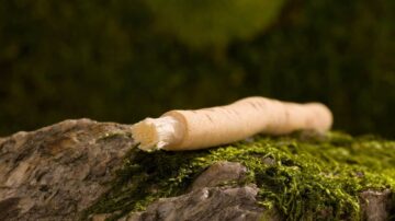 عصا طبيعية على صخرة مغطاة بالطحالب، تظهر اللون الفاتح وملمسها الناعم في بيئة طبيعية.