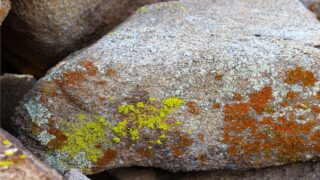 الحزاز Lichens