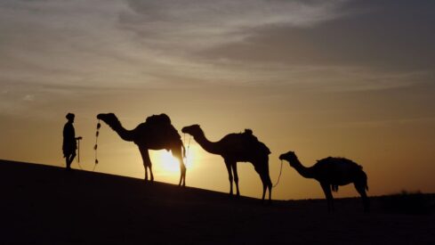 جمال في الصحراء وقت شروق الشمس
