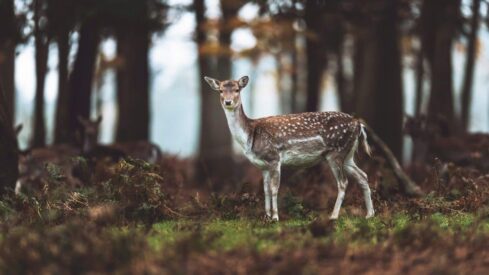 The Environmental Protection in Islam