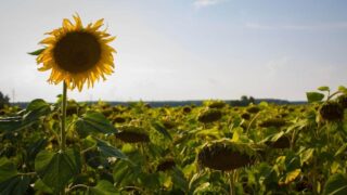 a sunflower grows tall