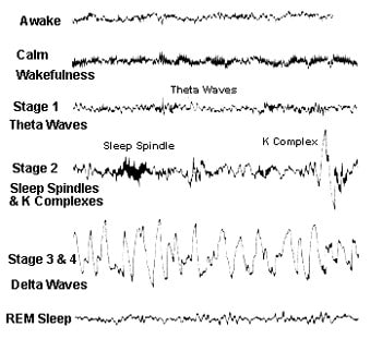 صورة مقال Fasting and Your Biological Rhythms