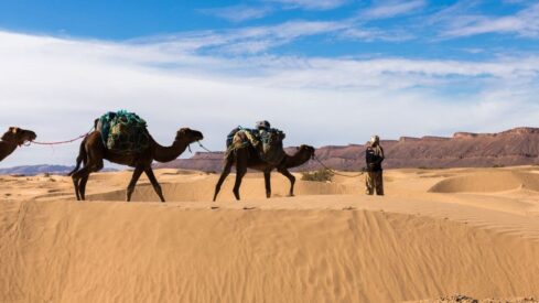 هجرة في الصحراء ورجل يمشي بالجمال
