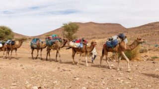 Camel Caravan Going through the Desert