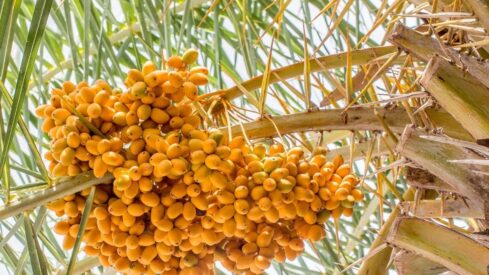 Palm tree of Dates Fruit