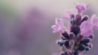 Purple Petaled Budding Flower
