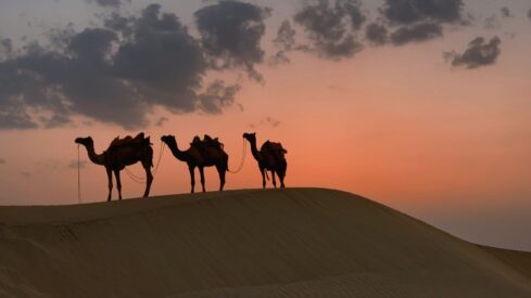 camels on desert