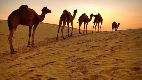 جمال تمشي في الصحراء والرمال الذهبية