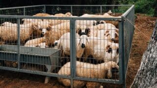 Livestock market for Eid al-Adha