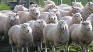 Sheep picture