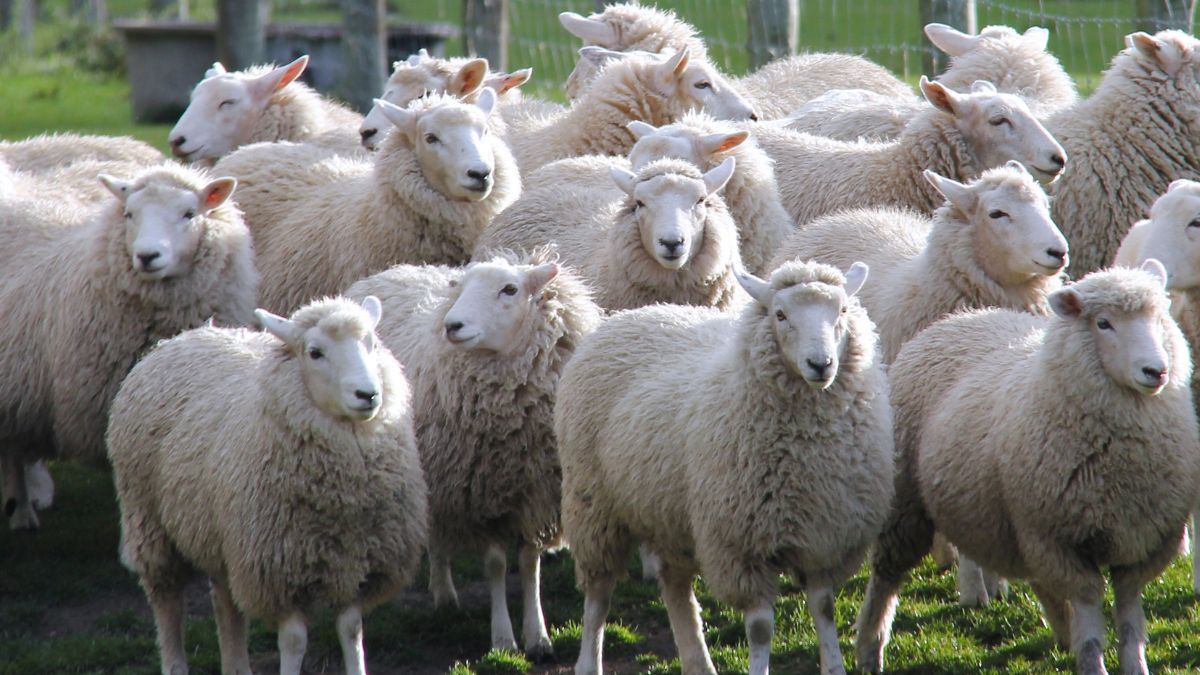 The Halal Meat Industry: Was your Eid Sheep Really Halal? - IslamOnline