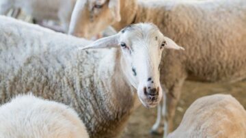 خروف أبيض ينظر إلى الكاميرا بين مجموعة من الخراف في حظيرة، مع خلفية مموهة من القش.