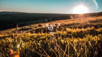 غروب شمس جميل فوق تلال خضراء، مع أزهار بيضاء تتفتح في المقدمة. أشعة الشمس الذهبية تضيء المشهد، مما يخلق أجواء هادئة وطبيعية.