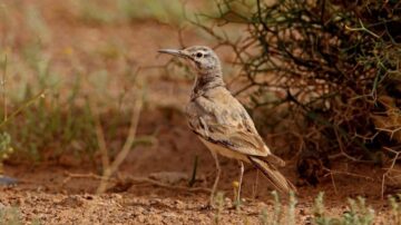 طائر صغير يقف على الأرض في بيئة صحراوية، يتميز بلون بني فاتح مع خطوط داكنة، محاط بنباتات خضراء قصيرة.