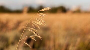 سنابل قمح جافة في حقل، مع خلفية ضبابية تظهر الطبيعة والمروج الخضراء.