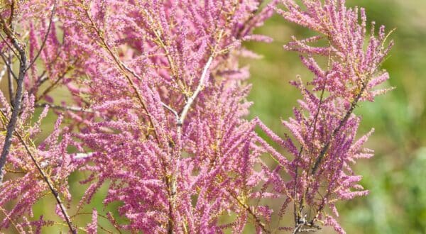 نباتات حديقة القرآن النباتية - الأثل