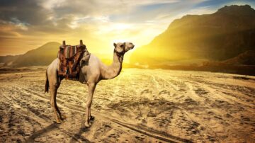 جمل واقف في صحراء تحت شمس الغروب، مع خلفية جبال وصخور مضيئة. الرمال تحت الجمل تظهر آثار الخطوات، مما يبرز جمال المنظر الطبيعي.