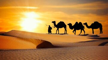 رجل يقود ثلاثة جمال في صحراء تحت غروب الشمس، مع تدرجات اللون البرتقالي والصفر في السماء ورمال ناعمة تتشكل في الكثبان.