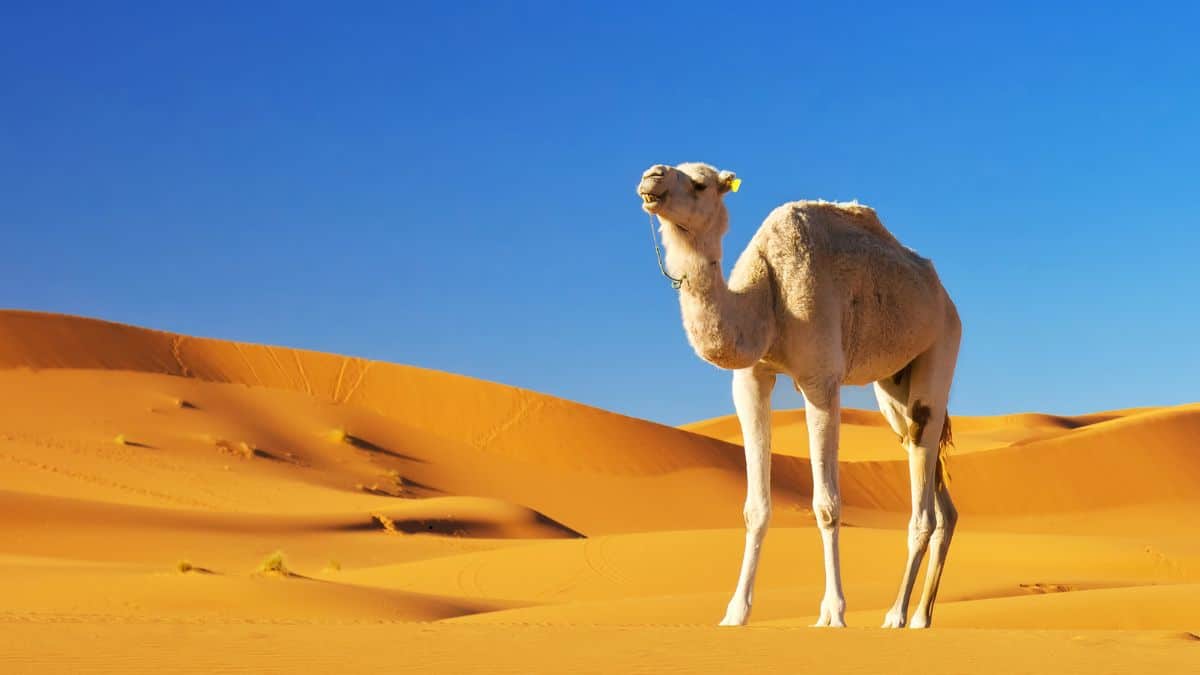 ناقة الرسول.اسمها قصتها عدد نوق النبي