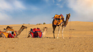 Camels resting in a sandy desert landscape, adorned with colorful saddles and blankets. The scene features soft dunes and a clear blue sky, highlighting the serene environment of the desert.
