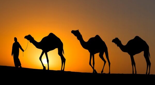 شخص يمشي مع جمال silhouetted ضد غروب الشمس، مع خلفية برتقالية وسوداء. تعكس الصورة جمال الصحراء وثقافة البدو.