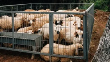 Troupeau de moutons dans un enclos en métal, avec plusieurs animaux aux pelages blancs et bruns, se tenant près des parois de la clôture. L'environnement est naturel, entouré d'arbres et de sol terreux.