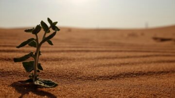 نبتة خضراء تنمو بثبات في رمال الصحراء الشاسعة تحت أشعة الشمس، ترمز إلى الأمل والبدايات الجديدة في مسيرة الهجرة إلى طاعة الرحمن.