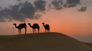Trois chameaux silhouettés sur une dune de sable au coucher du soleil, avec des nuages dans le ciel.