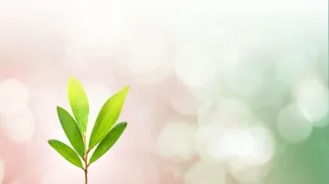 Branche avec des feuilles vertes sur fond flou aux teintes pastel, évoquant la nature et la croissance. Idéal pour des thèmes de jardinage, d'écologie et de bien-être.