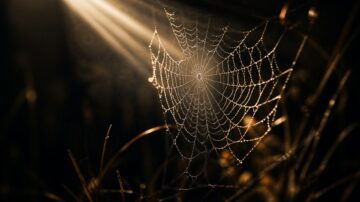 Visual representation of the Parable of the Spider Quran using a glistening dew-laden web.